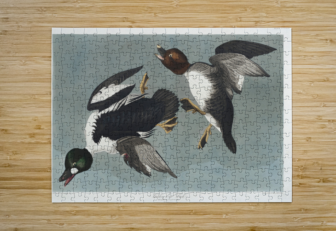 Golden-eye Duck IStockHistory com Puzzle printing