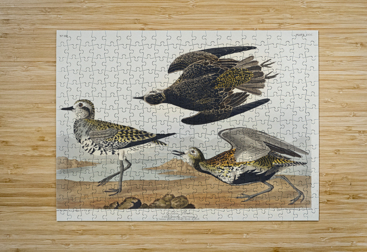 Golden Plover IStockHistory com Puzzle printing