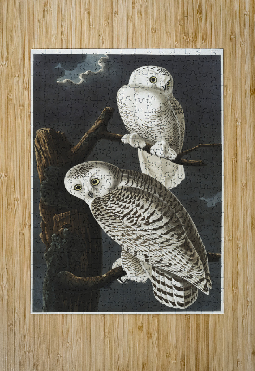 Snowy Owl IStockHistory com Puzzle printing
