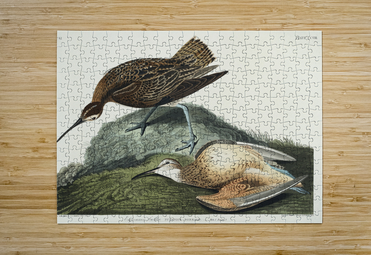 Esquimaux Curlew IStockHistory com Puzzle printing