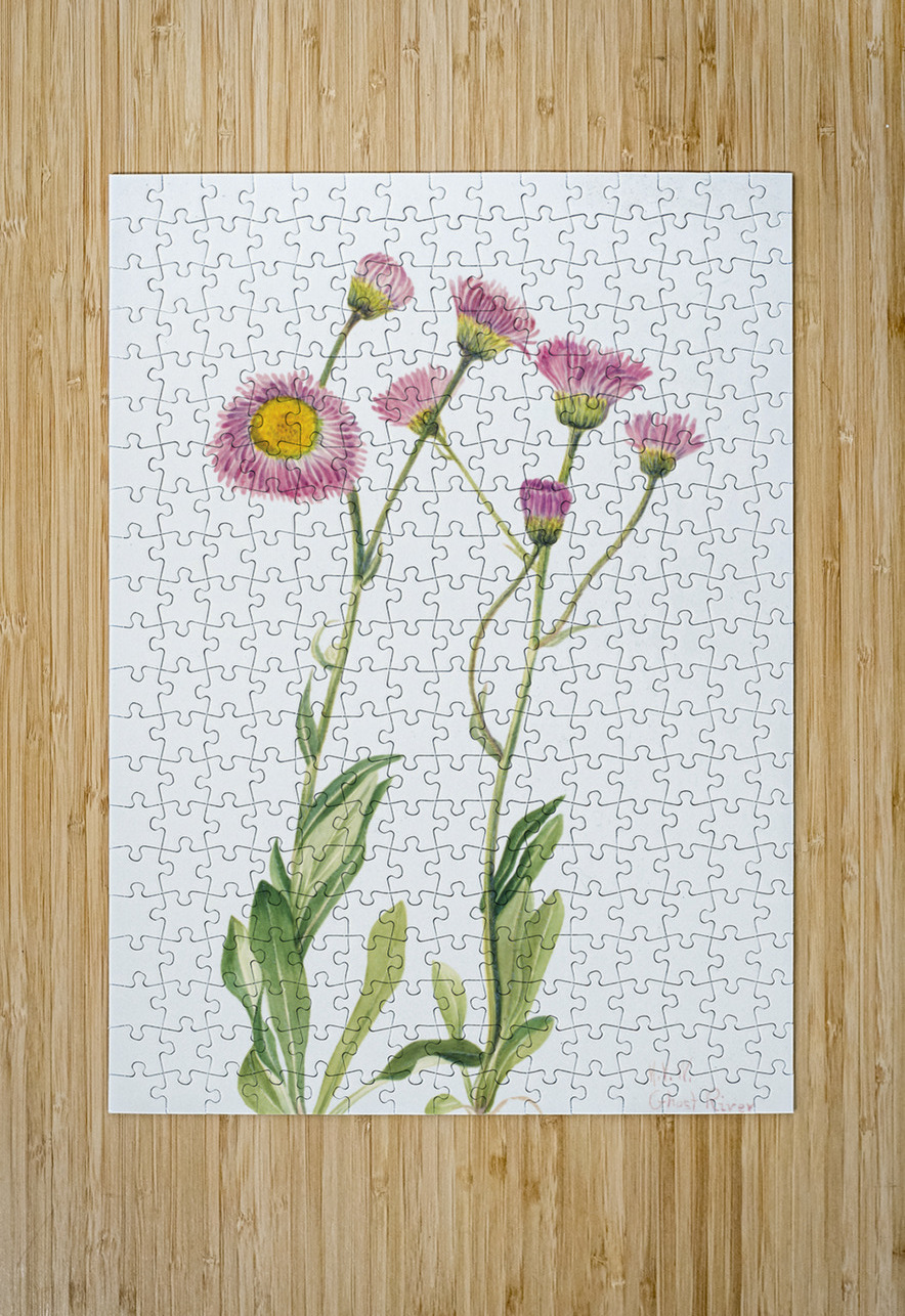 Meadow Fleabane Erigeron speciosus 1920 IStockHistory com Puzzle printing