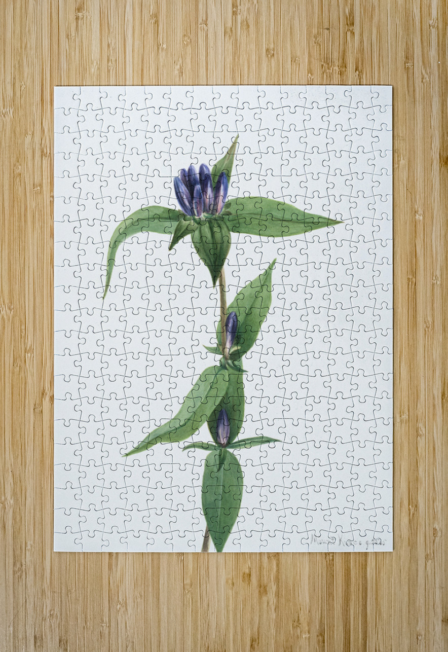 Bottle Gentian Gentiana saponaria 1905 IStockHistory com Puzzle printing