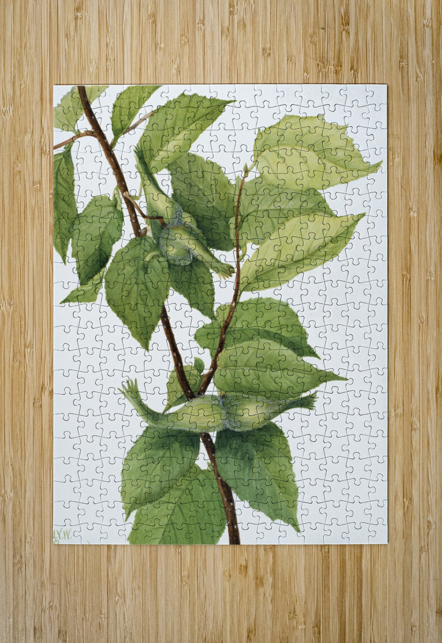 Beaked Hazelnut Corylus rostrata 1932 IStockHistory com Puzzle printing