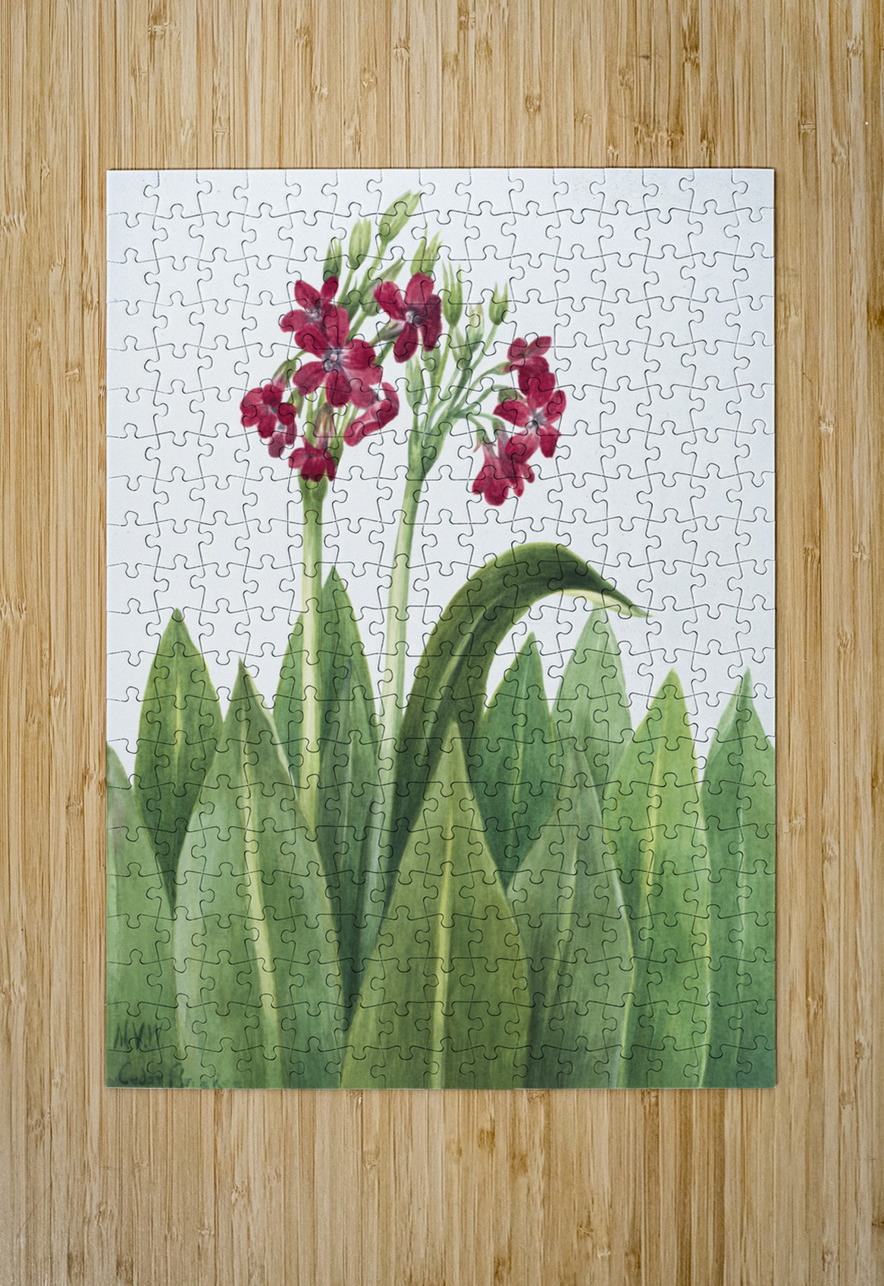 Primrose Primula parryi 1938 IStockHistory com Puzzle printing