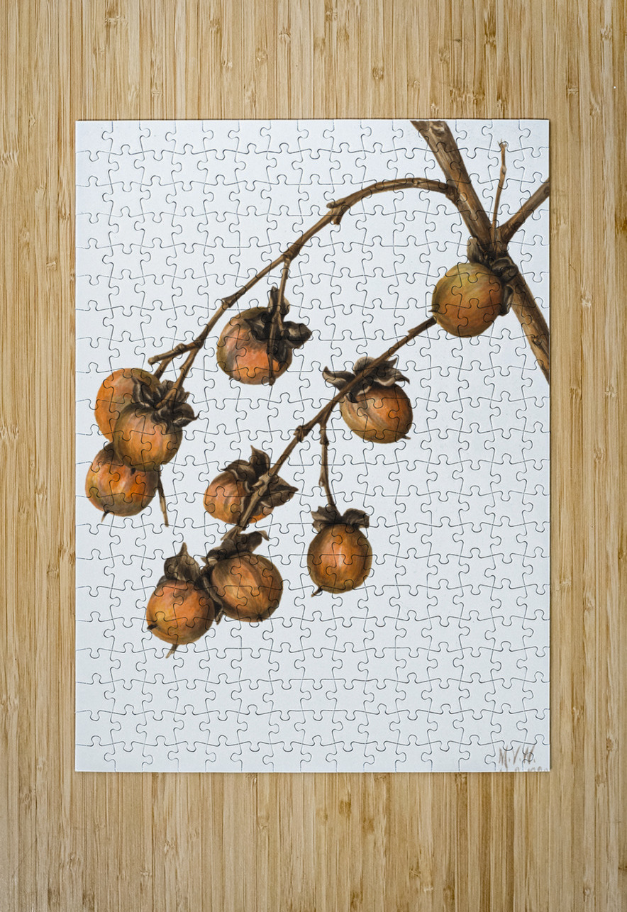 Persimmon Diospyros virginiana 1920 IStockHistory com Puzzle printing