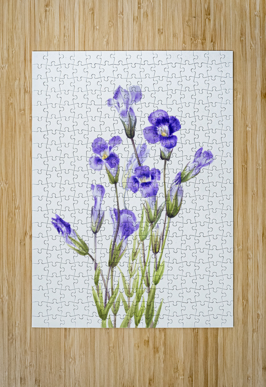 Fringed Gentian Gentiana elegana 1933 IStockHistory com Puzzle printing