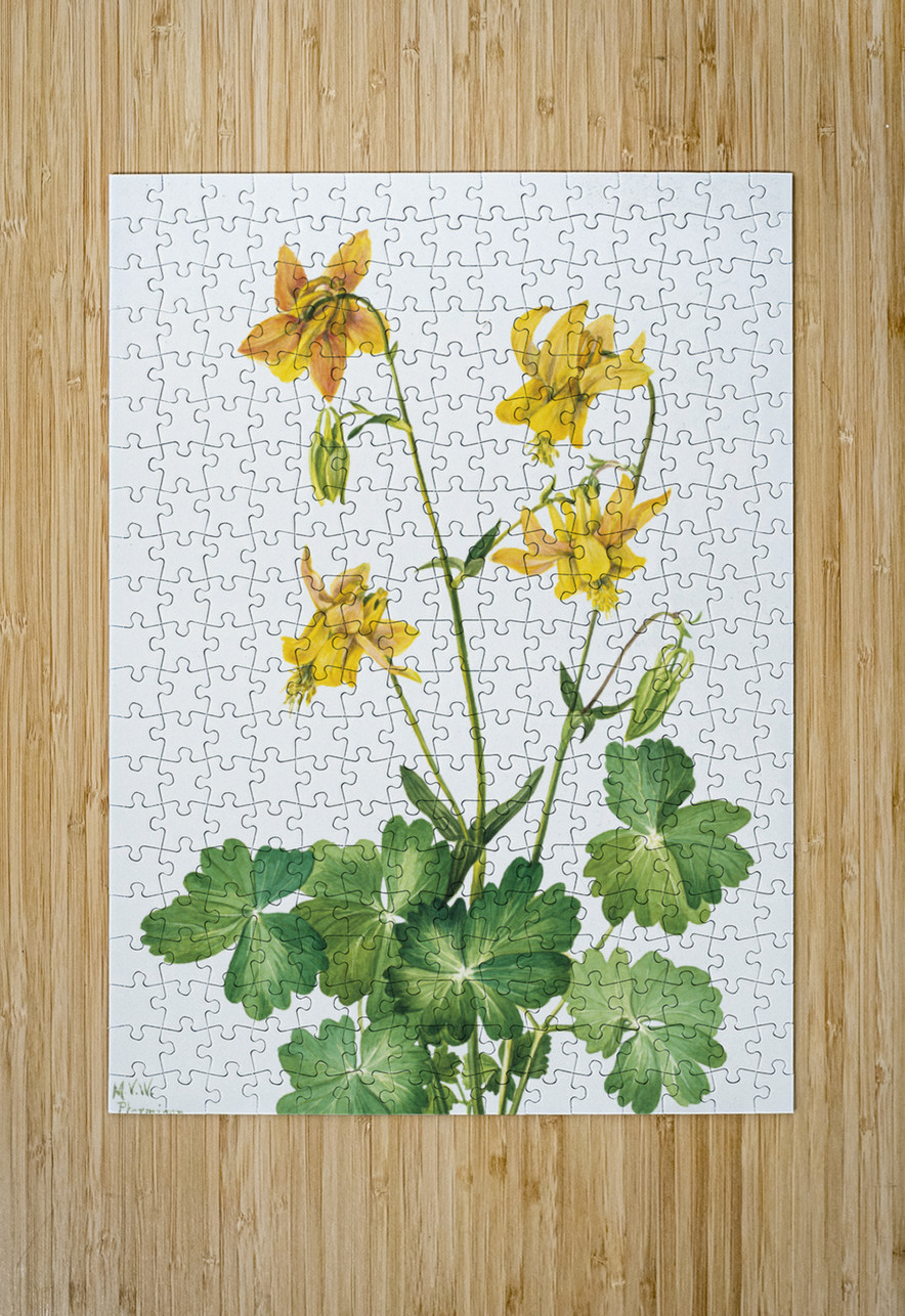 Lemon Columbine Aquilegia flavescens 1925 IStockHistory com Puzzle printing