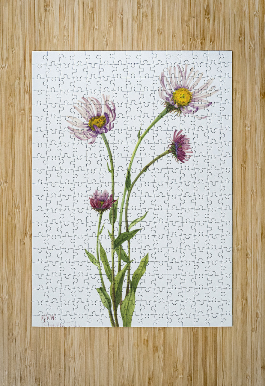 Alaska Fleabane Erigeron salsuginosus 1925 IStockHistory com Puzzle printing