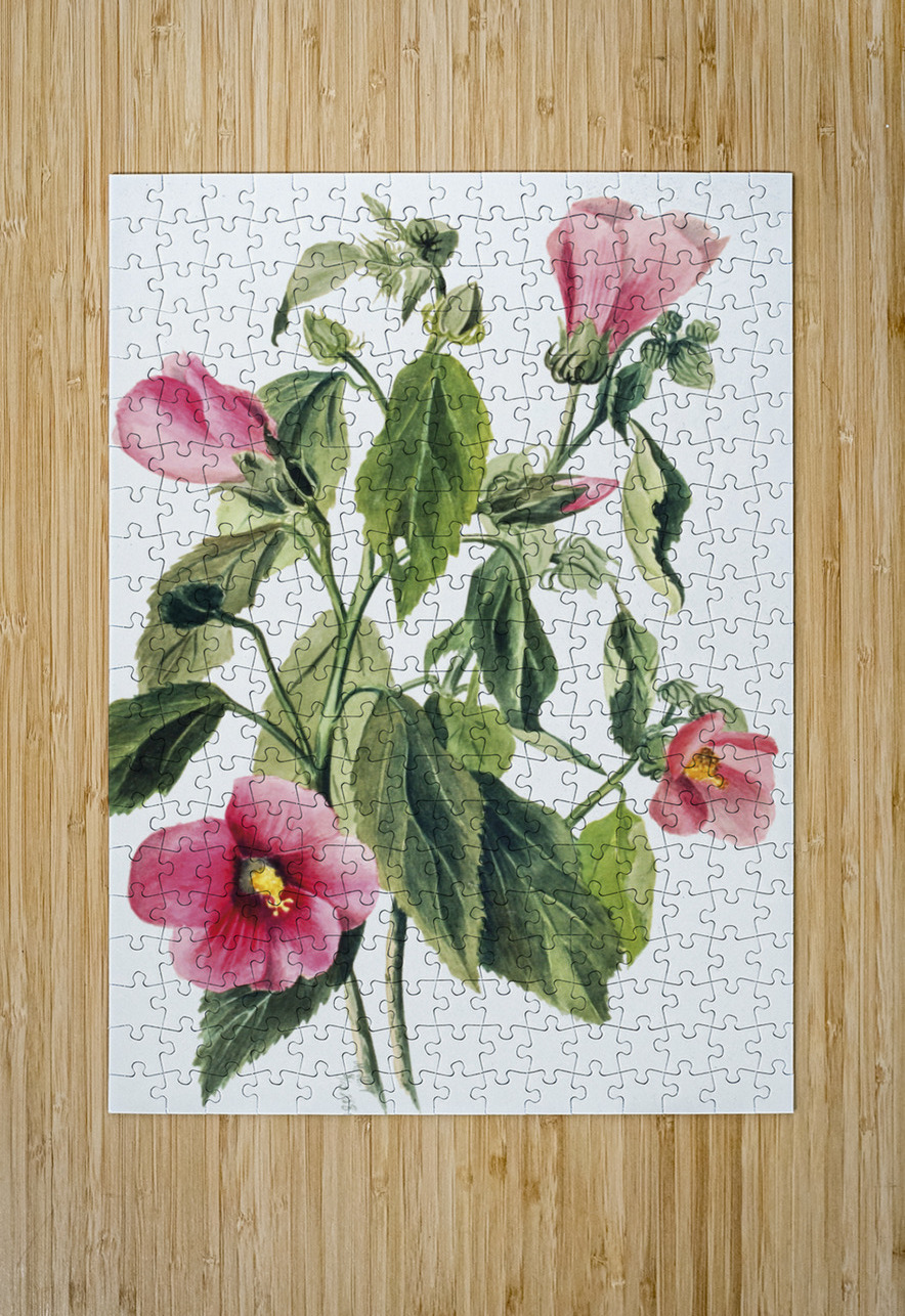 Rose Gentian Sabbatia angularis 1880  IStockHistory com Puzzle printing