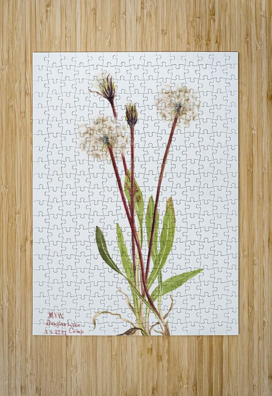 Slender Agoseris Agoseris gracilens 1922 IStockHistory com Puzzle printing