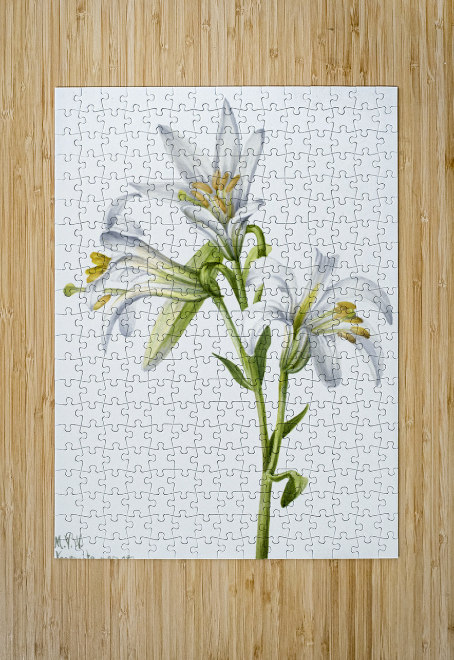 Washington Lily Lilium washingtonianum 1933 IStockHistory com Puzzle printing