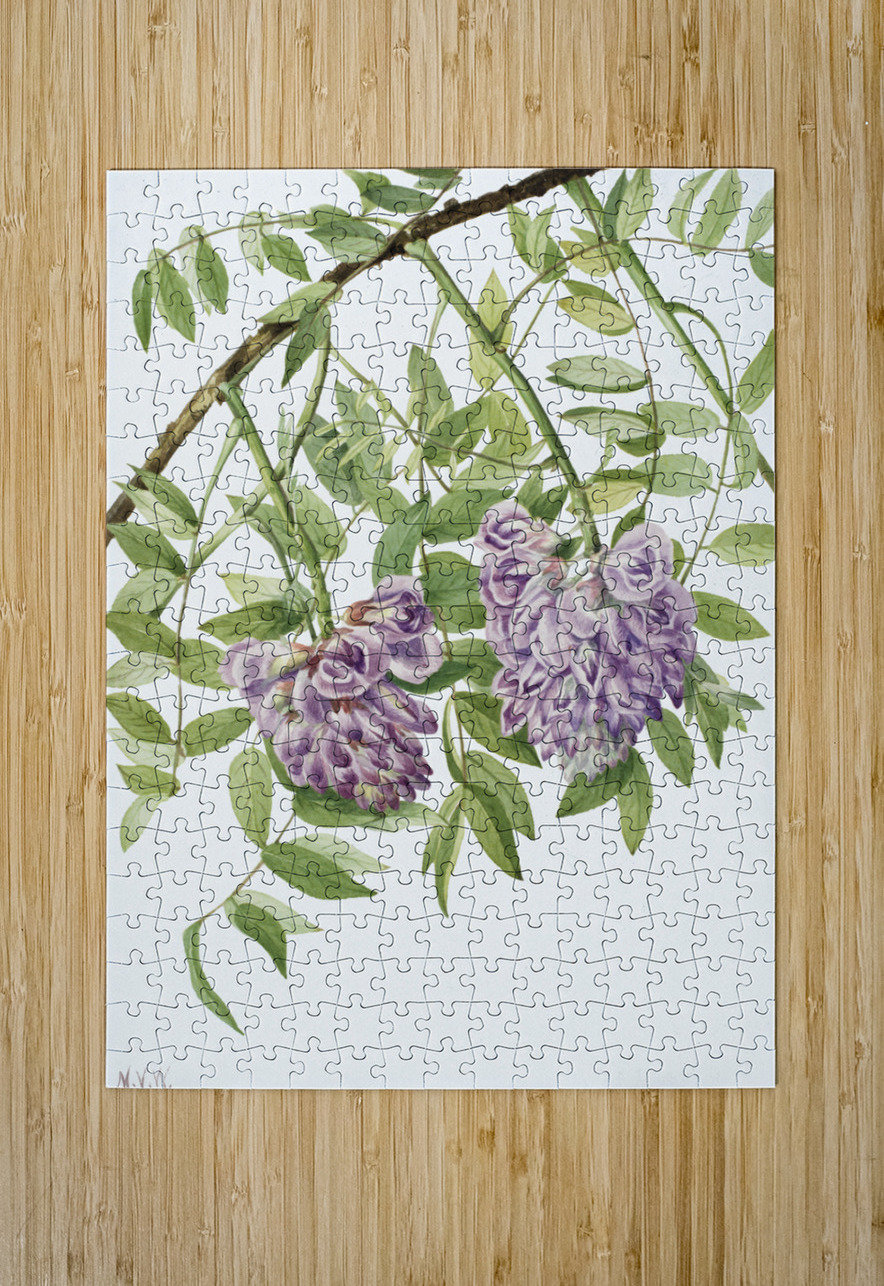 American Wisteria Kraunhia frutescens 1925 IStockHistory com Puzzle printing