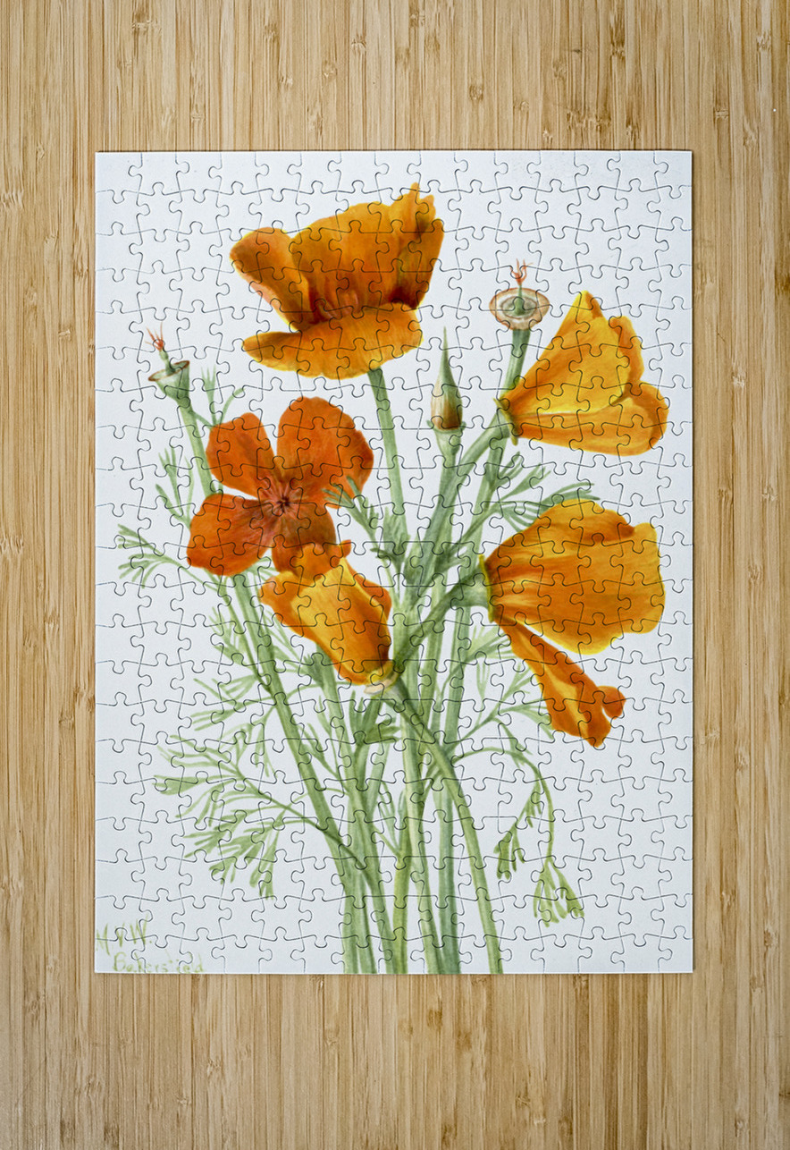 Curly Clematis Clematis crispa 1925 IStockHistory com Puzzle printing