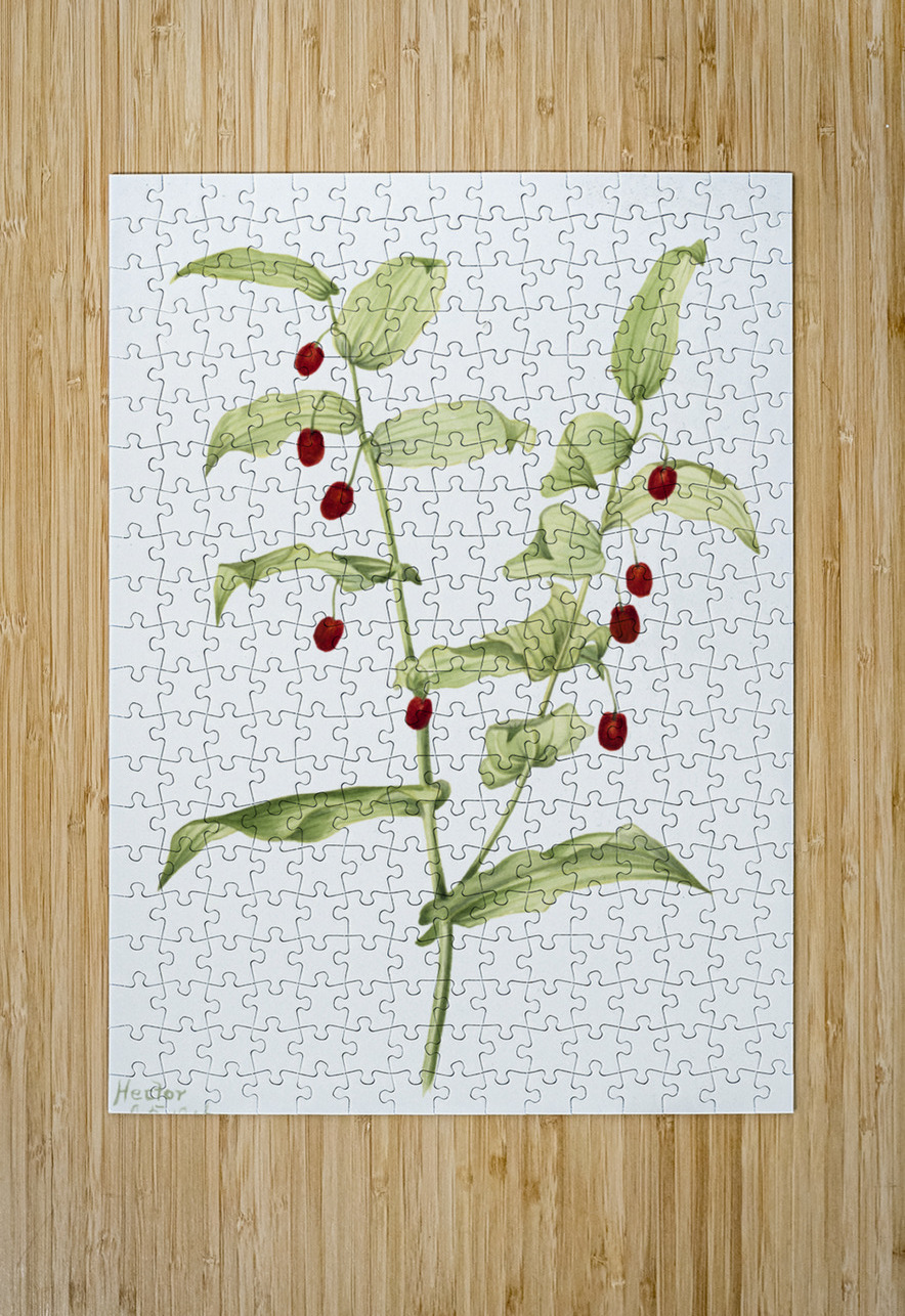 Clasping Twisted Stalk Streptopus amplexifolius 1916 IStockHistory com Puzzle printing