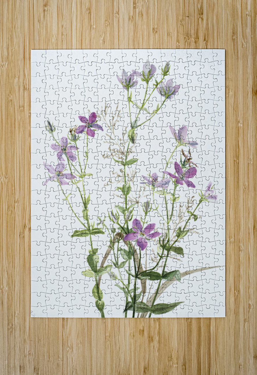 Gentianacease sabbalia angularis 1880 IStockHistory com Puzzle printing