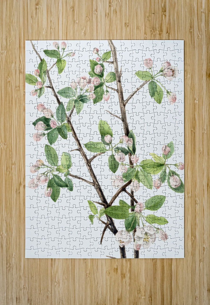 Wild Sweet Crab Malus coronaria 1920 IStockHistory com Puzzle printing
