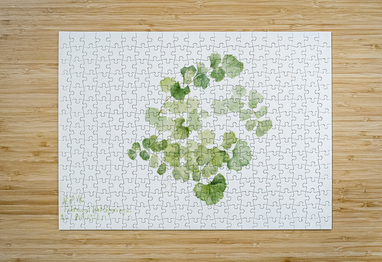 Puccoon Lithospermum ruderale 1923 IStockHistory com Puzzle printing