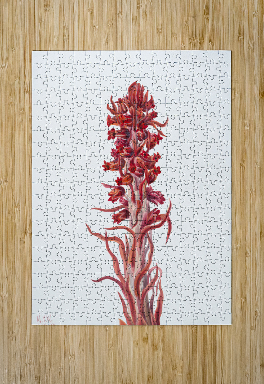 Snow Plant Sarcodes sanguinea 1930 IStockHistory com Puzzle printing