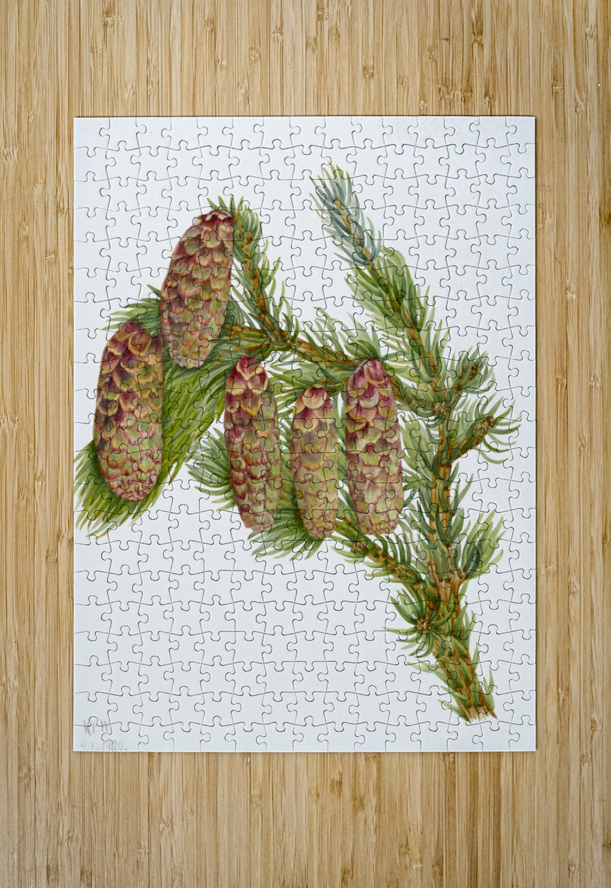 Douglas Fir Pseudotsuga mucronata 1923 IStockHistory com Puzzle printing