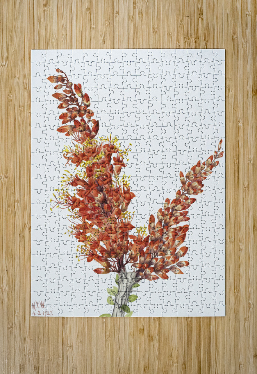 Ocotillo Fouquieria splendens 1927 IStockHistory com Puzzle printing
