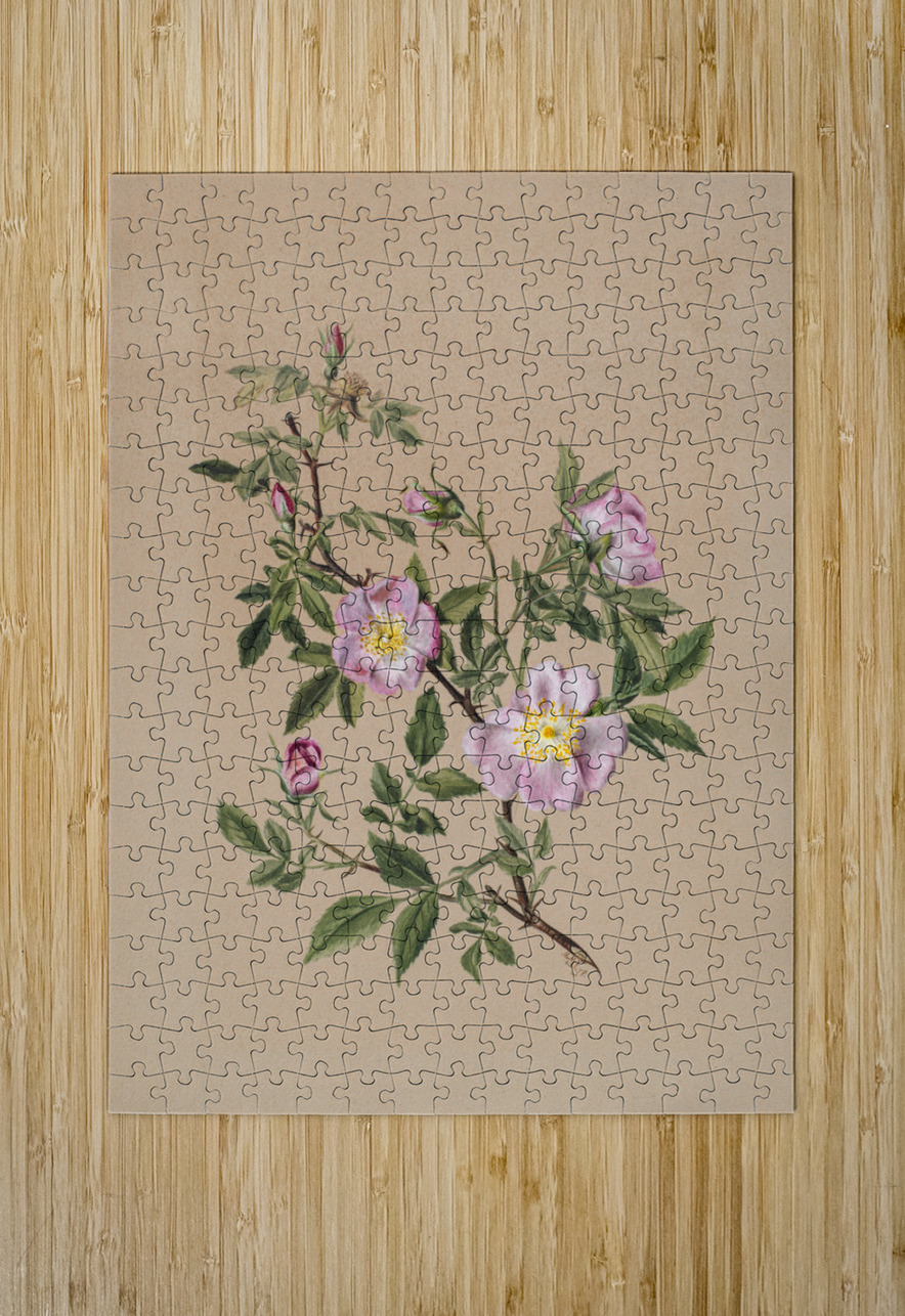 Rose Mallow Hibiscus moscheutos 1878 IStockHistory com Puzzle printing