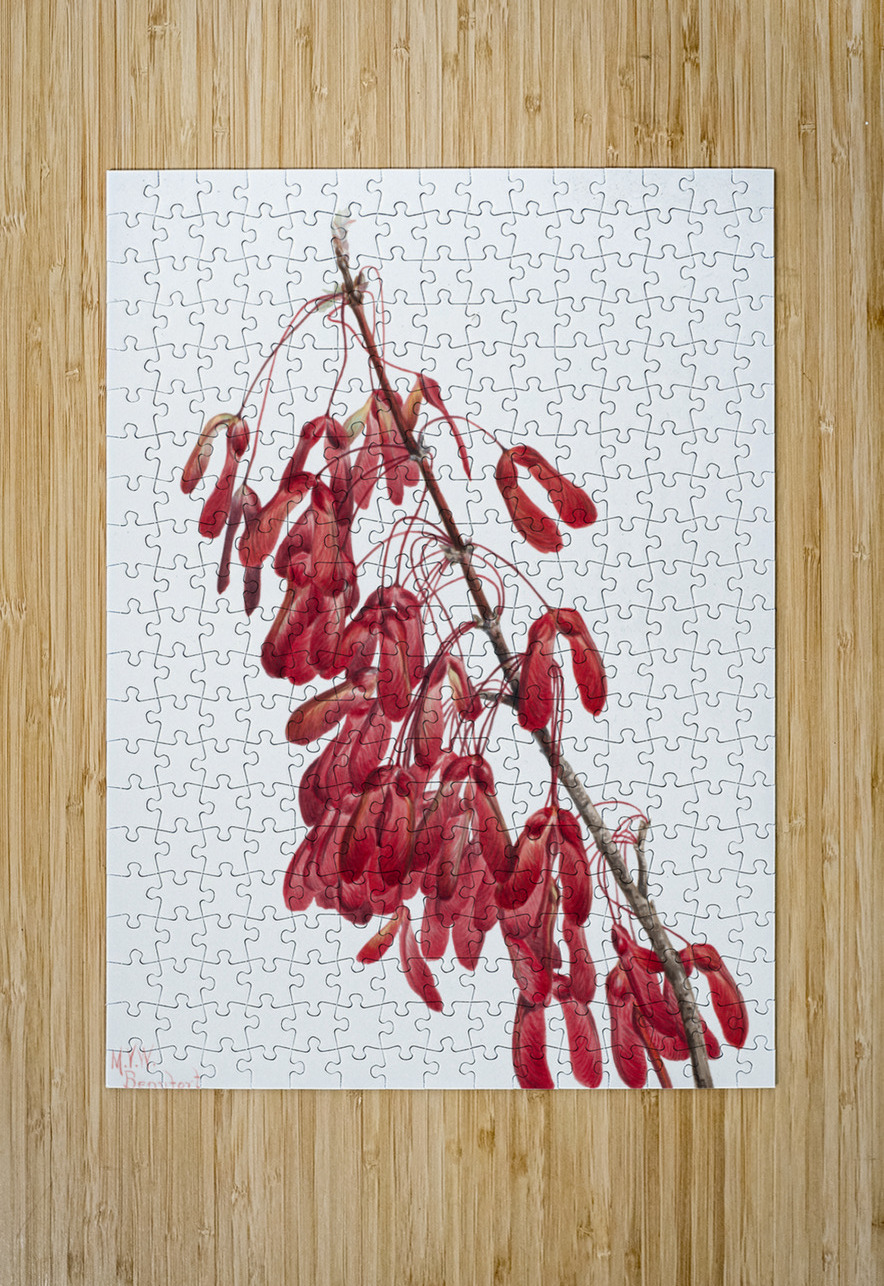 Carolina Maple Acer carolinianum 1923 IStockHistory com Puzzle printing