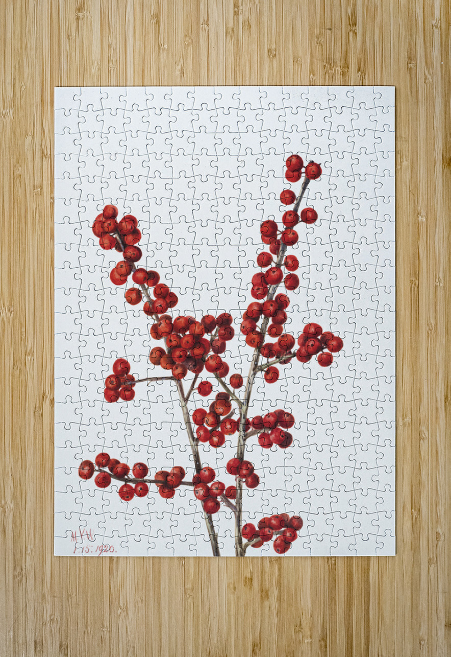Winterberry Ilex verticillata 1920 IStockHistory com Puzzle printing
