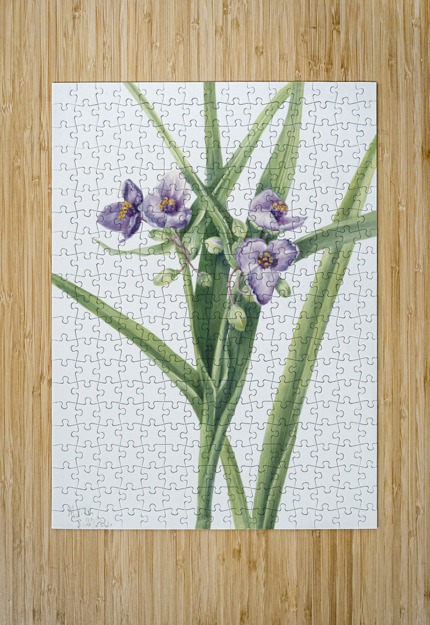 Virginia Spiderwort Tradescantia virginiana 1920 IStockHistory com Puzzle printing