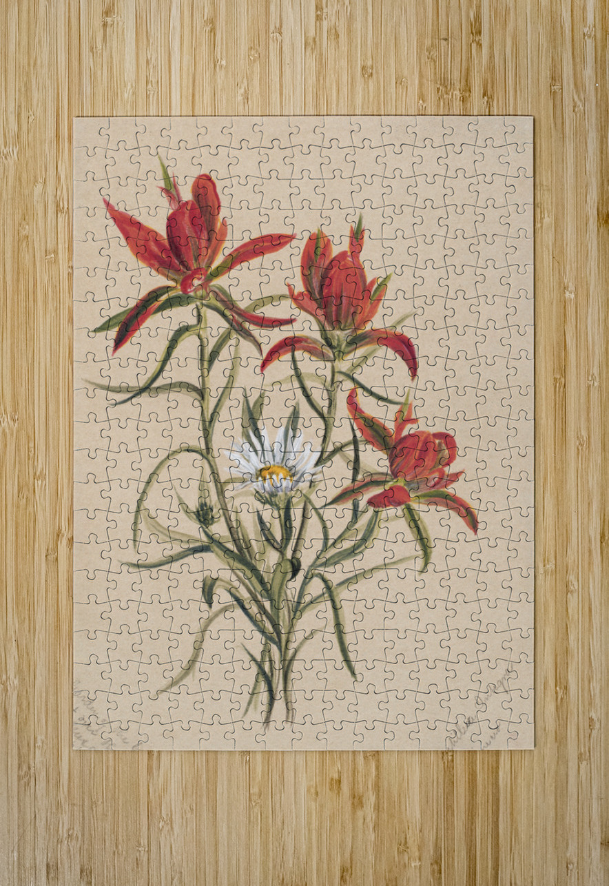 Indian Paintbrush Castilleja rhexifolia 1883 IStockHistory com Puzzle printing