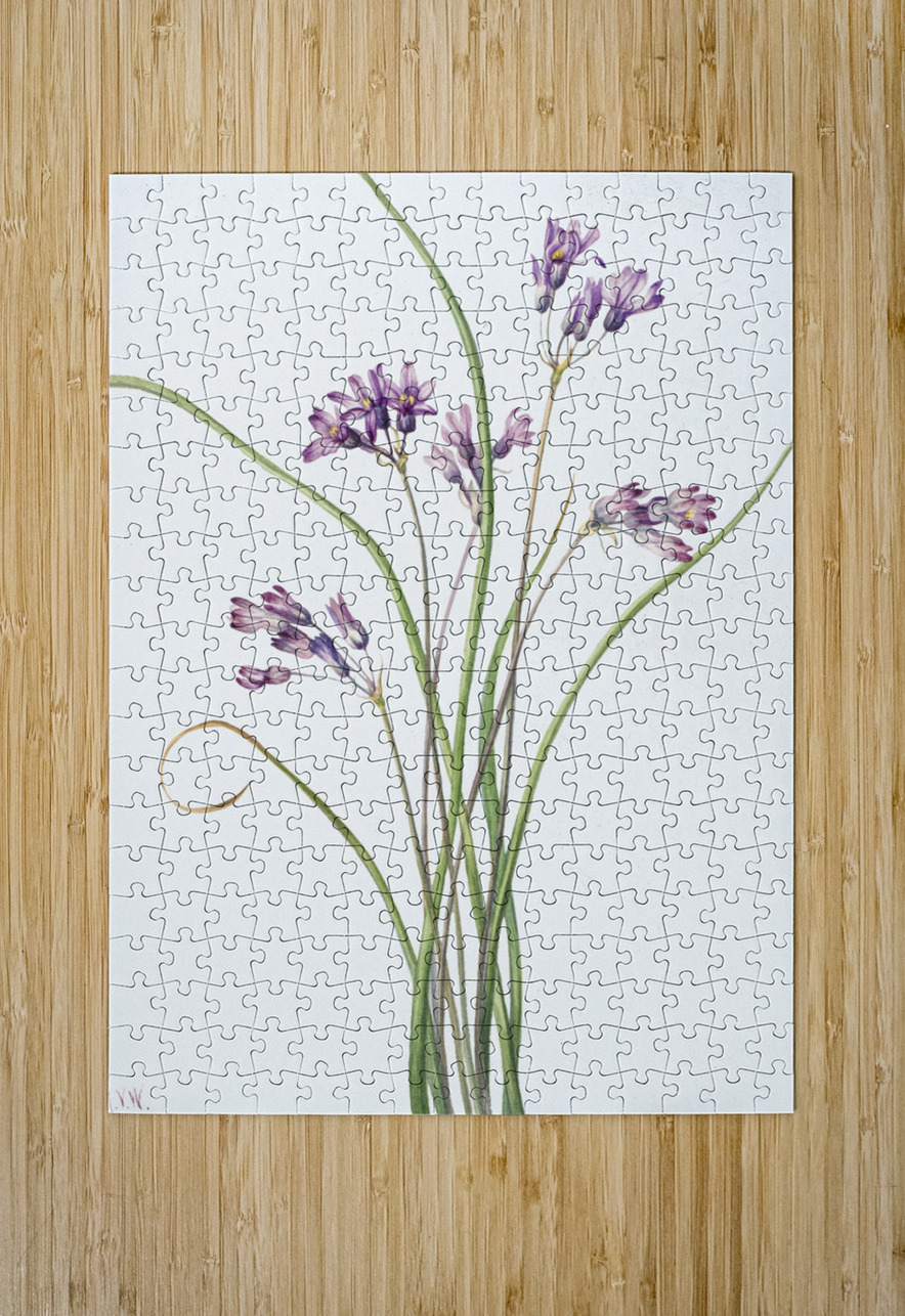 Wild Hyacinth Brodiaea pulchella 1927 IStockHistory com Puzzle printing