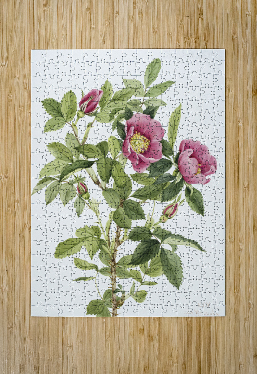 Bourgeau Rose Rosa bourgeauiana 1920 IStockHistory com Puzzle printing