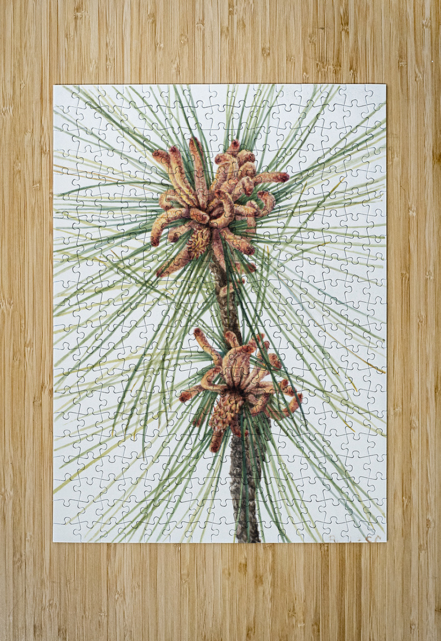 Large Purple Fringe–Orchid Habenaria grandiflora 1926 IStockHistory com Puzzle printing