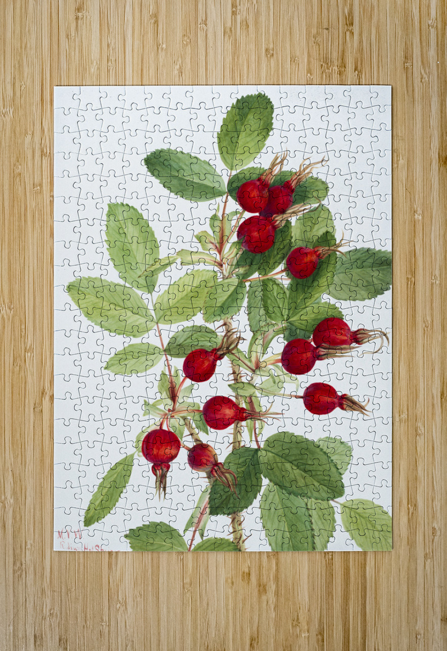 Bourgeau Rose Rosa bourgeauiana 1920 IStockHistory com Puzzle printing