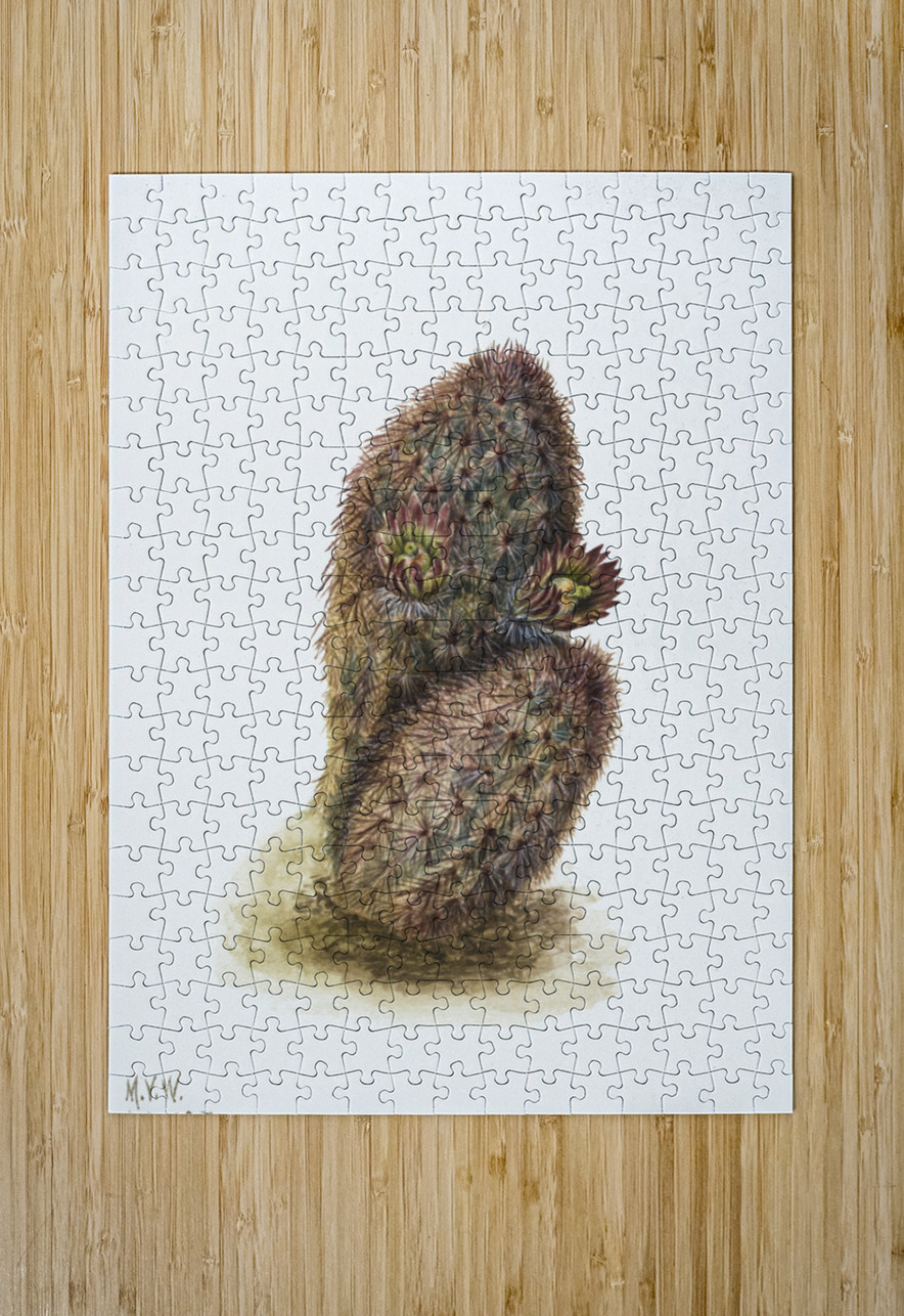 Green Strawberry Cactus Echinocereus viridiflorus 1925 IStockHistory com Puzzle printing