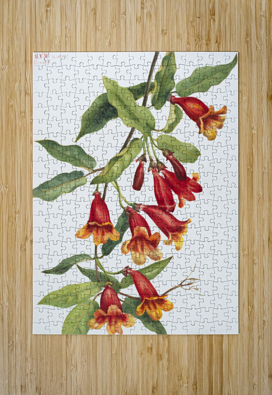 Crossvine Anisostichus capreolatus 1925 IStockHistory com Puzzle printing