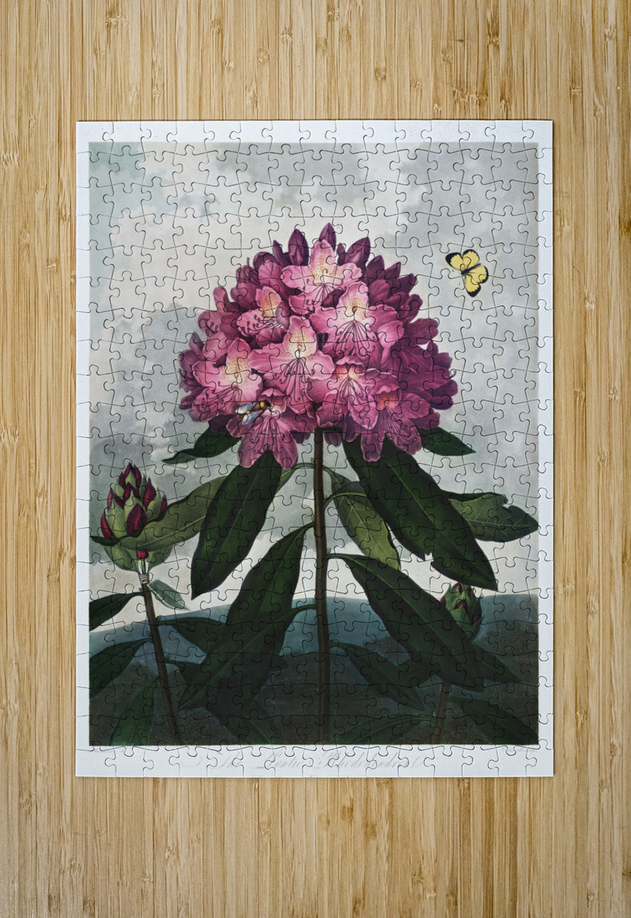 The Pontic Rhododendron IStockHistory com Puzzle printing