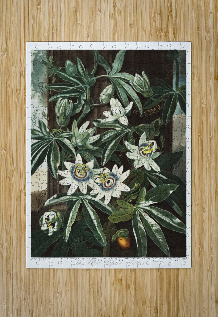 The Passiflora Cerulea IStockHistory com Puzzle printing