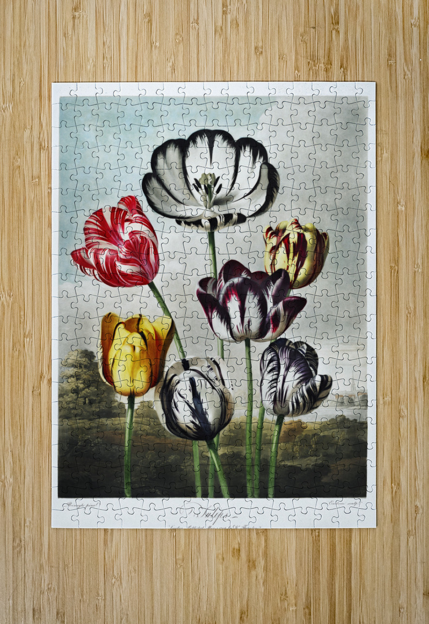 Tulips  IStockHistory com Puzzle printing