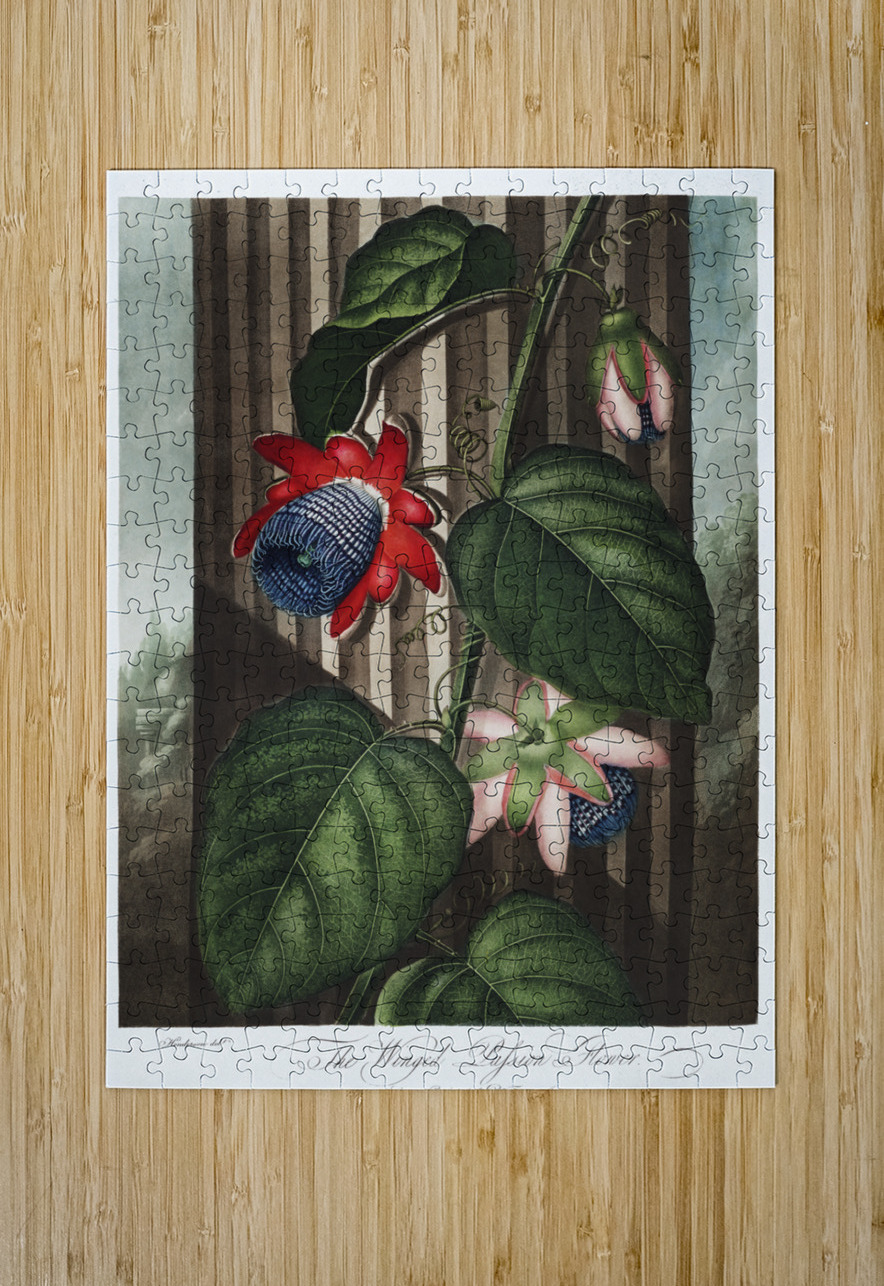 The Winged Passion-Flower IStockHistory com Puzzle printing