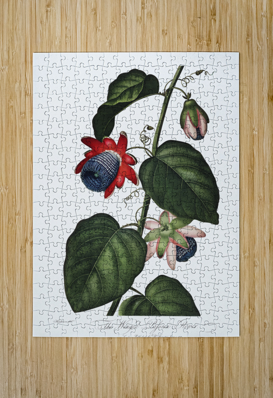 The Winged Passion-Flower IStockHistory com Puzzle printing