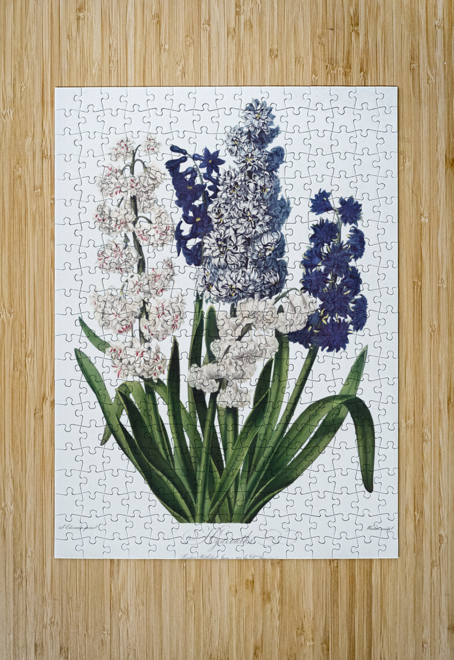 The Winged Passion-Flower IStockHistory com Puzzle printing