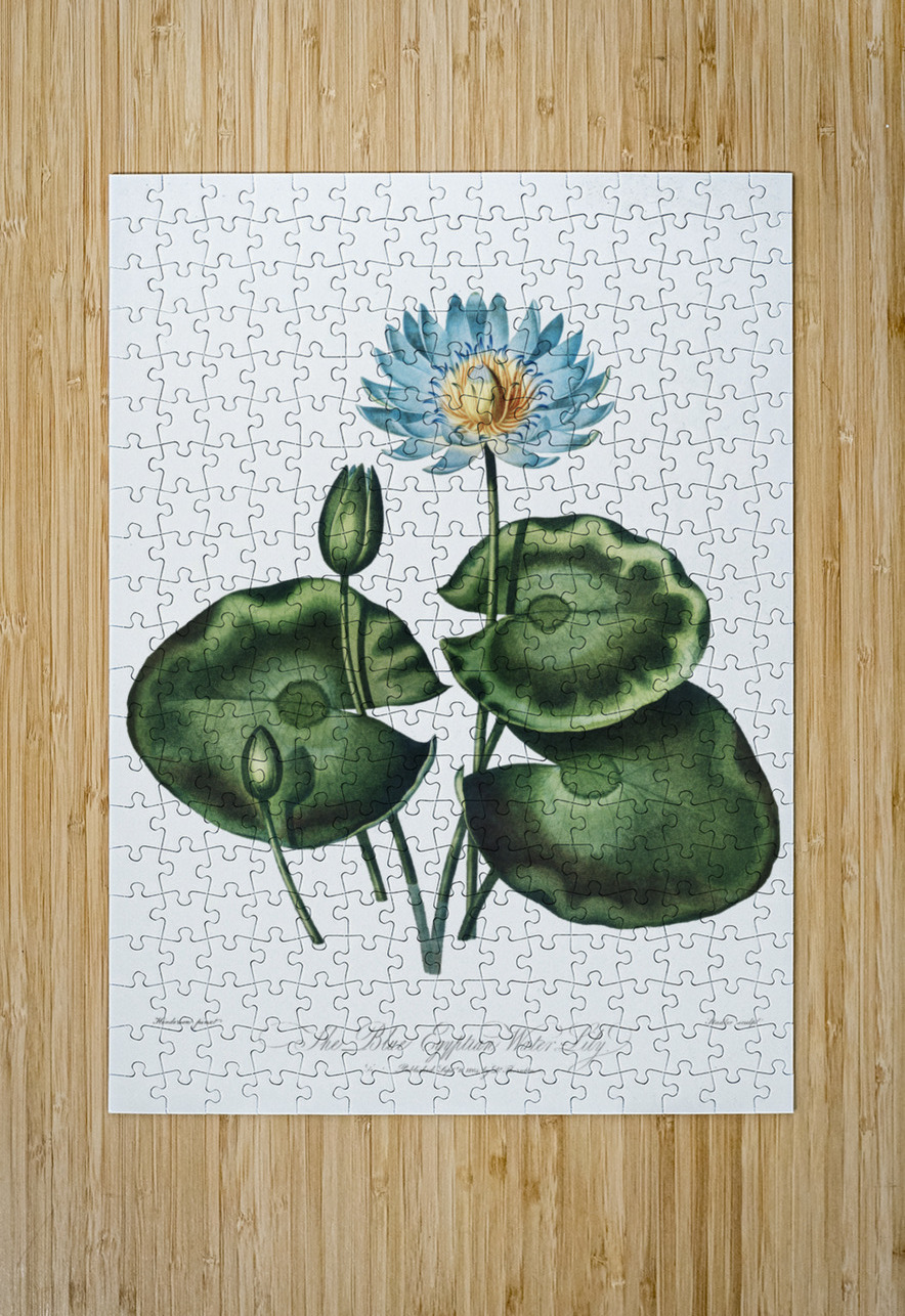 The Blue Egyptian Water-Lily IStockHistory com Puzzle printing