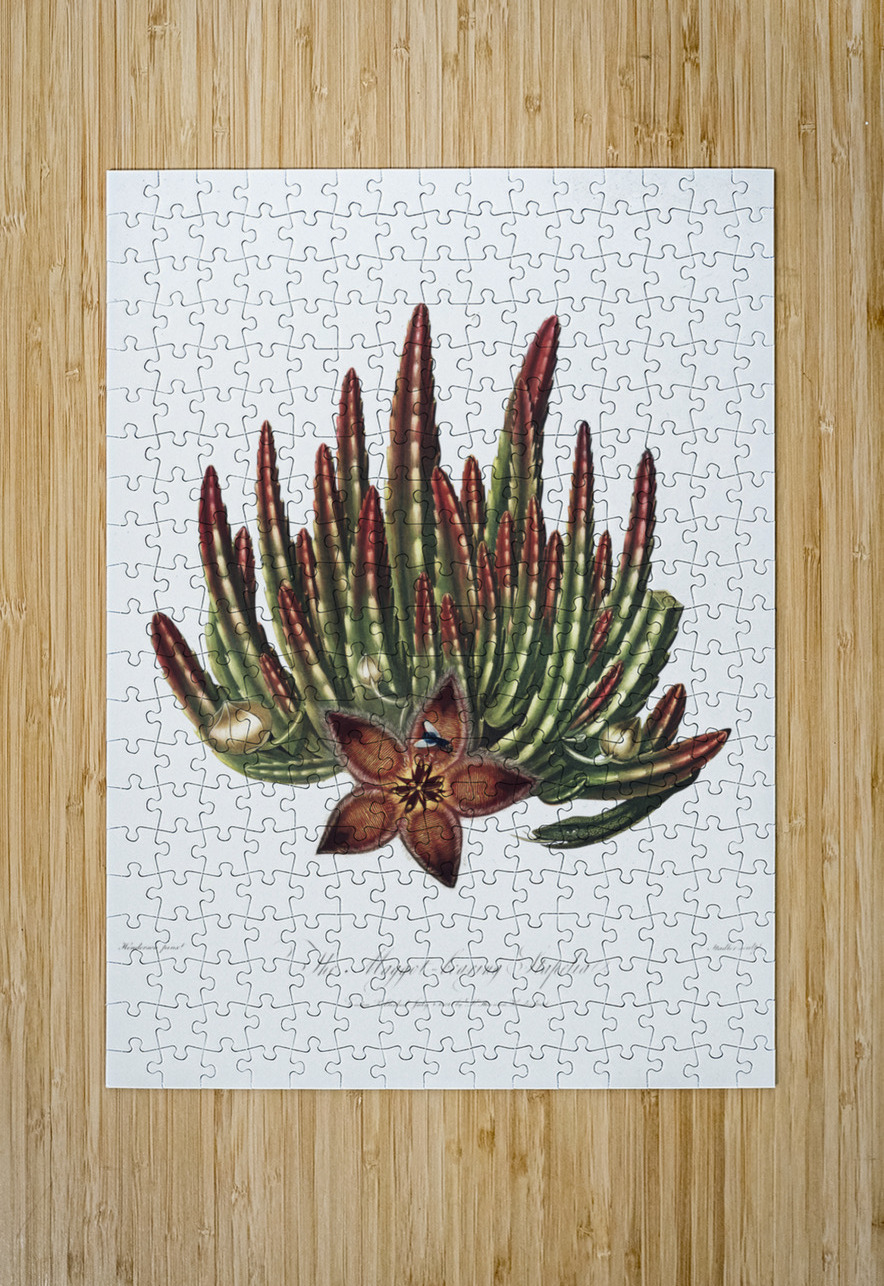 The Maggot–Bearing Stapelia IStockHistory com Puzzle printing
