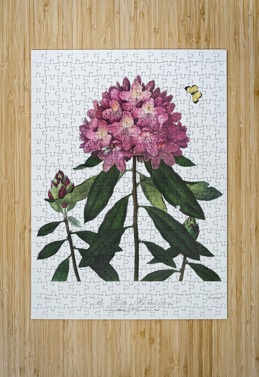 The Pontic Rhododendron IStockHistory com Puzzle printing
