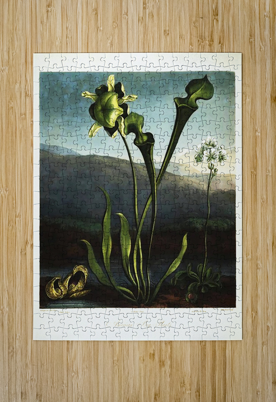 American Bog Plants IStockHistory com Puzzle printing