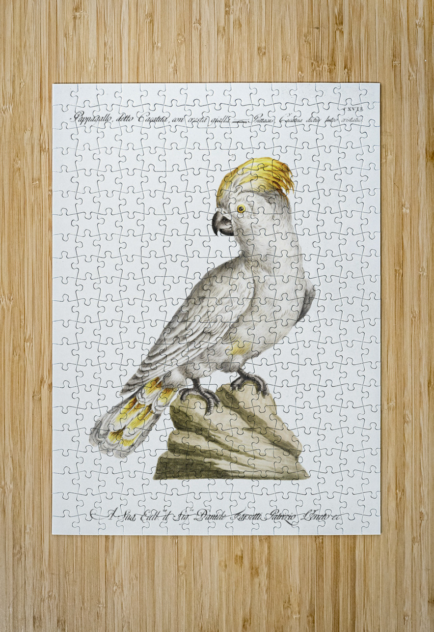 Pappagallo detto cacatua con cresta gialla Cockatoo IStockHistory com Puzzle printing
