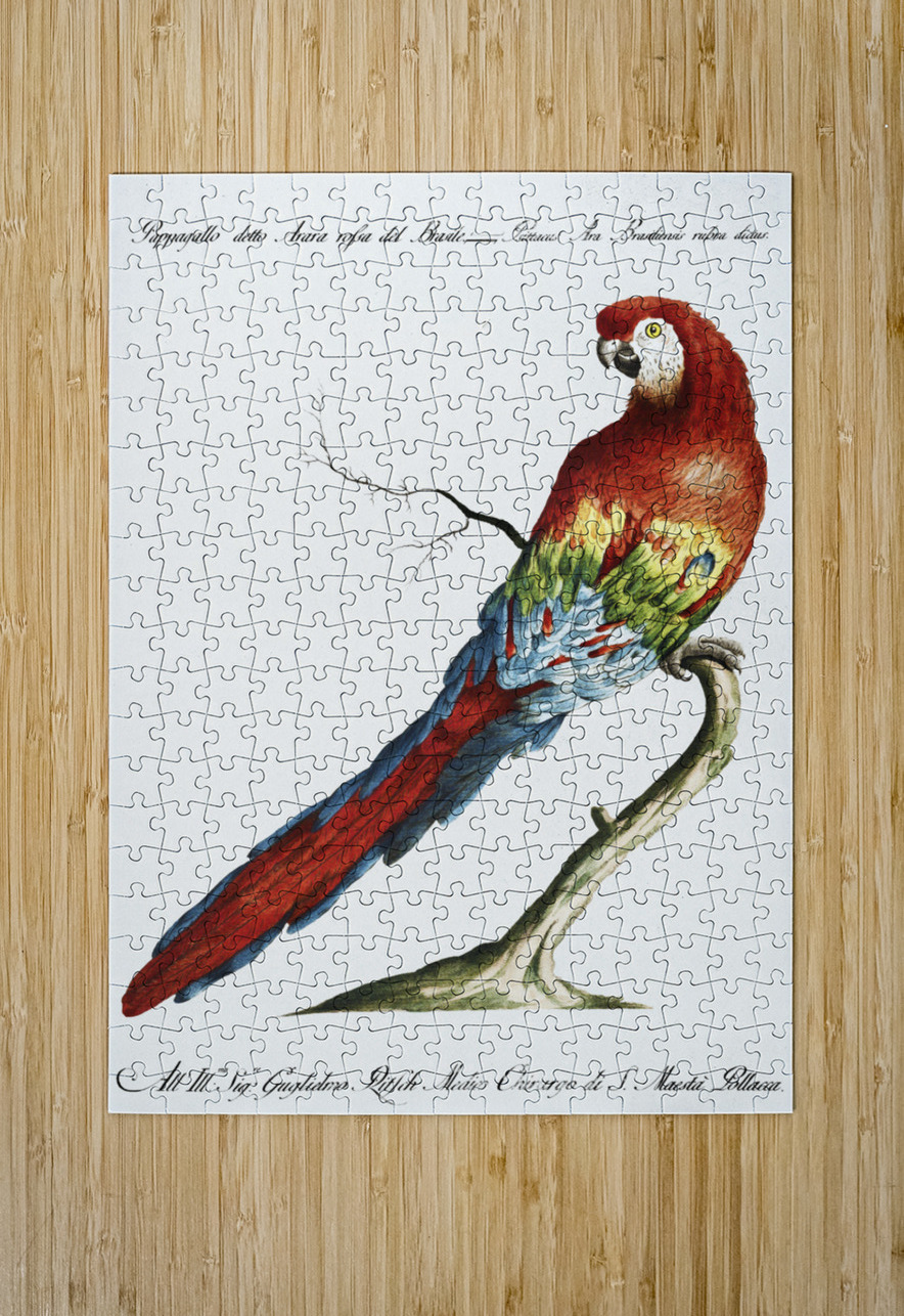 Pappagallo detto arara rossa del Brasile Macaw IStockHistory com Puzzle printing