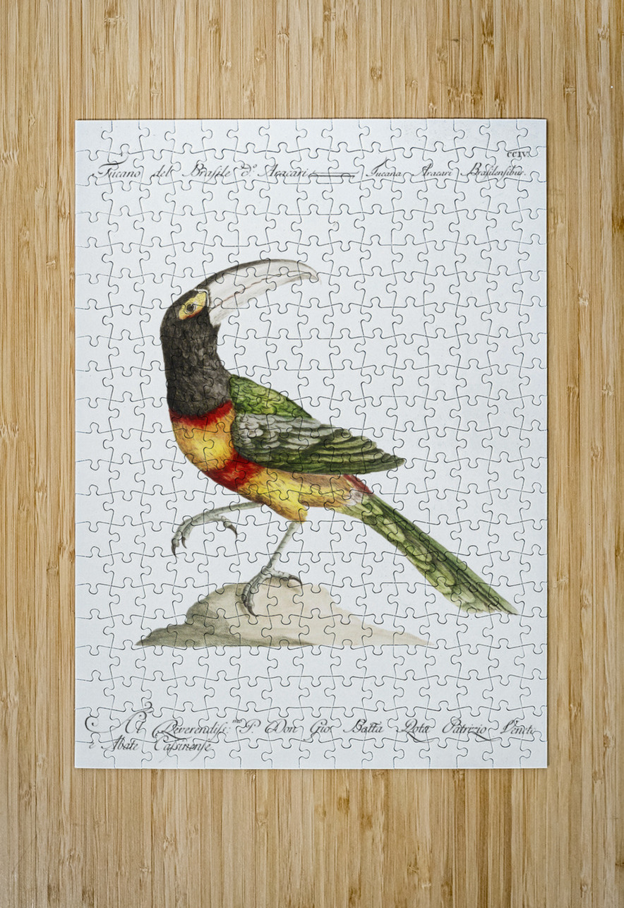 Tucana Aracari Brasilensibus Toucan IStockHistory com Puzzle printing