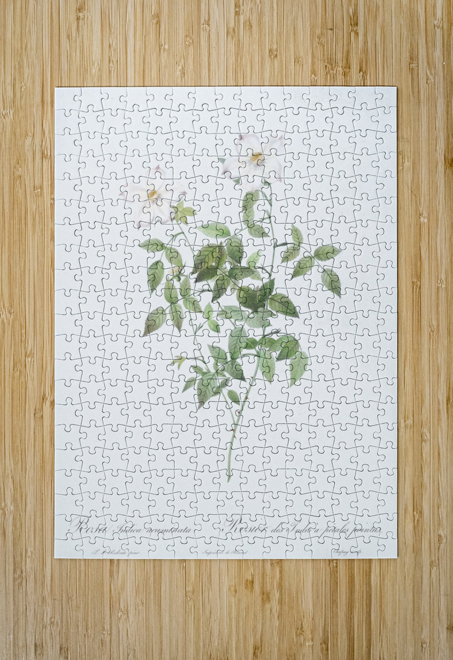 Vintage Austrian Briar rose IStockHistory com Puzzle printing