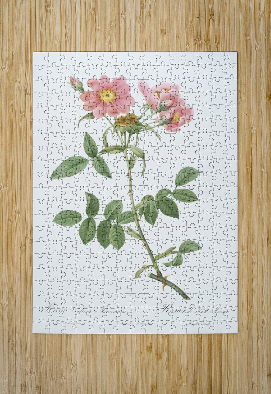 Lady monson rose in bloom IStockHistory com Puzzle printing